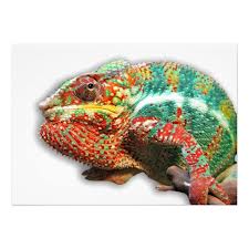 Adaptive Chameleon
